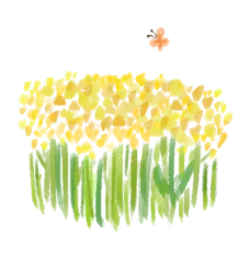 菜の花2